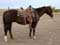 Jodie Smith Gelding